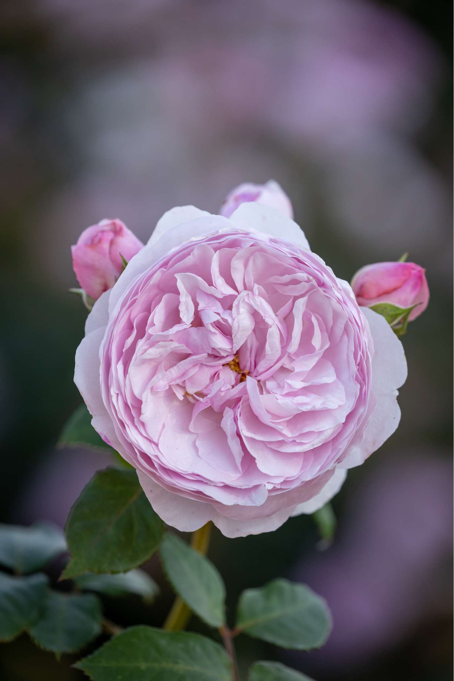 Ruusu 'Olivia Rose Austin®' (Ausmixture)